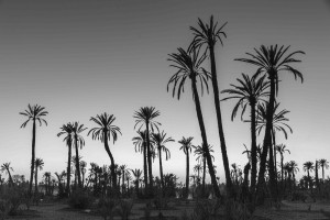 Marrakesch La Palmeraie